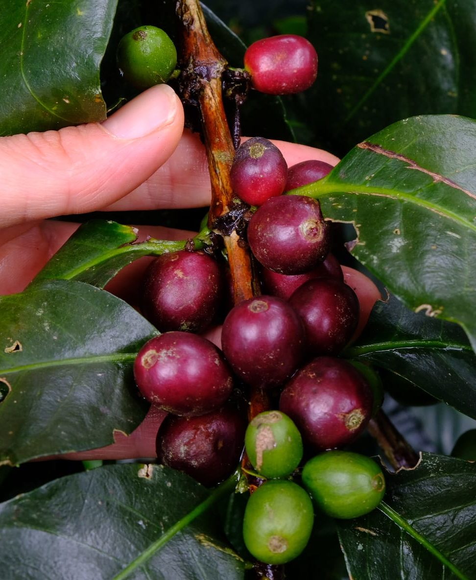 Récolte café Colombie