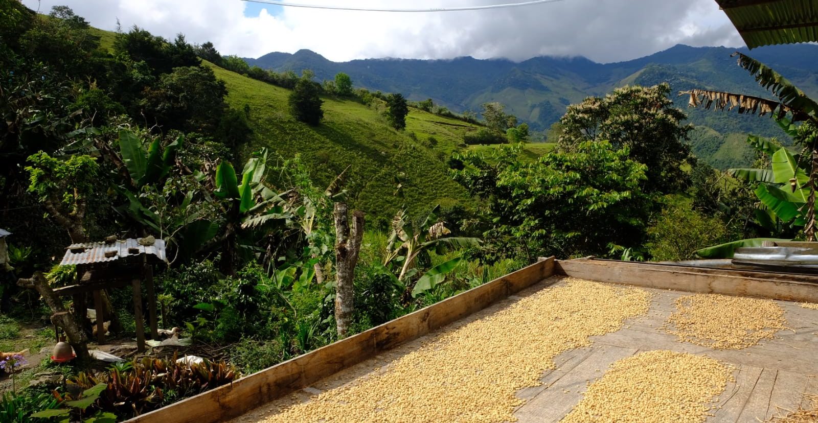 Récolte de café en Colombie 2022